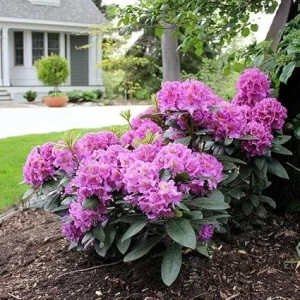 Purple Reblooming Azalea Rhododendron Live Plant in 4 Inch Pot Outdoor Shrub - Image 4