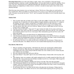 Purple Sensation Allium Bulbs - 4-6 Inch Diameter Flowers - Outdoor Perennial - Image 10