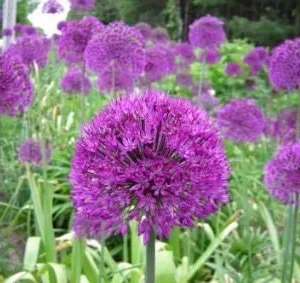 Purple Sensation Allium Bulbs - 4-6 Inch Diameter Flowers - Outdoor Perennial - Image 2
