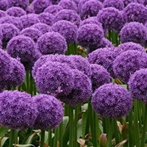 Purple Sensation Allium Bulbs - 4-6 Inch Diameter Flowers - Outdoor Perennial - Image 3