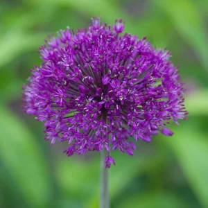 Purple Sensation Allium Bulbs - 4-6 Inch Diameter Flowers - Outdoor Perennial - Image 1