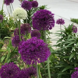 Purple Sensation Allium Bulbs - 4-6 Inch Diameter Flowers - Outdoor Perennial - Image 4