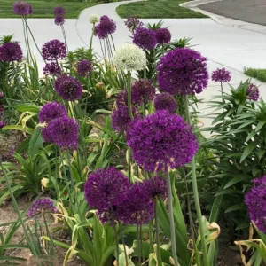 Purple Sensation Allium Bulbs - 4-6 Inch Diameter Flowers - Outdoor Perennial - Image 5
