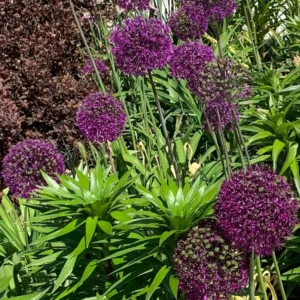Purple Sensation Allium Bulbs - 4-6 Inch Diameter Flowers - Outdoor Perennial - Image 6
