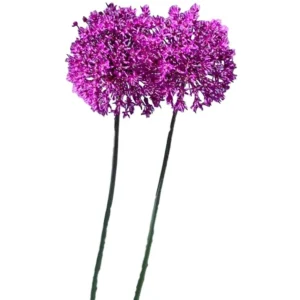 Purple Sensation Allium Bulbs - 4-6 Inch Diameter Flowers - Outdoor Perennial - Image 7