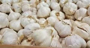 Purple Sensation Allium Bulbs - 4-6 Inch Diameter Flowers - Outdoor Perennial - Image 9