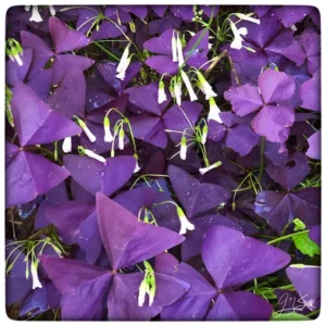 Purple Shamrock Growing Kit - 5 Oxalis Triangularis Bulbs, Gold Tin Pot, Growing Medium, Indoor/Outdoor - Image 2