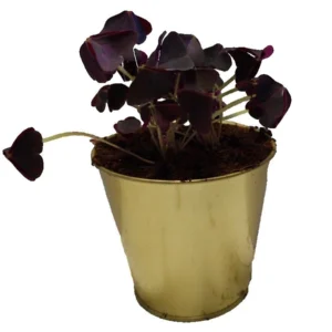 Purple Shamrock Growing Kit - 5 Oxalis Triangularis Bulbs, Gold Tin Pot, Growing Medium, Indoor/Outdoor - Image 1