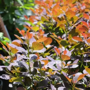 Purple Smoke Tree Live Plant - Cotinus coggygria - 12-18" Tall Seedling - Quart Pot - Outdoor Shrub - Image 2