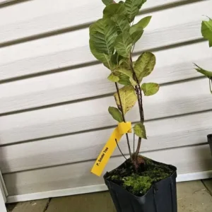 Purple Smoke Tree Live Plant - Cotinus coggygria - 12-18