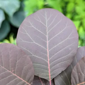 Purple Smoke Tree Live Plant - Cotinus coggygria - 12-18