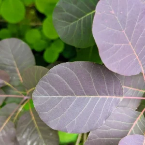 Purple Smoke Tree Live Plant - Cotinus coggygria - 12-18