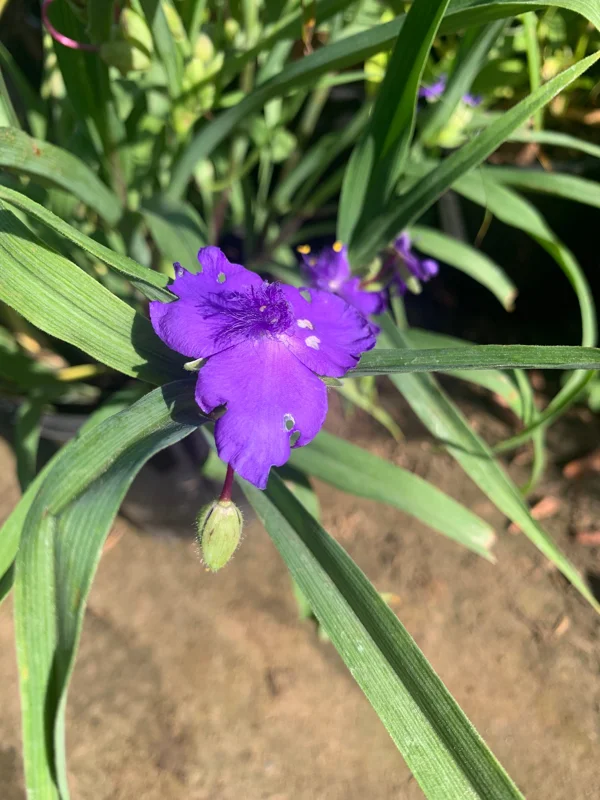Purple Spiderwort Tradescantia Virginiana Live Plant 1ft in 6in Pot Outdoor - Image 1