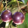 Purple Star Apple Live Plant, 3 Gallon Pot, Grafted Caimito Tree - Image 1