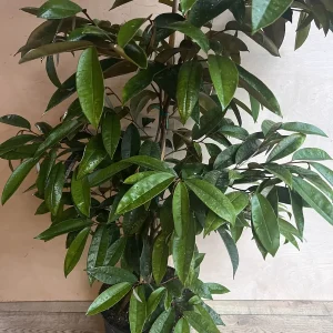 Purple Star Apple Live Plant, 3 Gallon Pot, Grafted Caimito Tree - Image 2