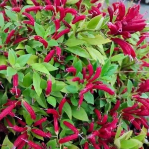 Purple Star Lipstick Live Plant - Aeschynanthus radicans - Trailing Houseplant, 4-6" Tall, 2" Pot - Image 2