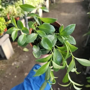 Purple Star Lipstick Live Plant - Aeschynanthus radicans - Trailing Houseplant, 4-6