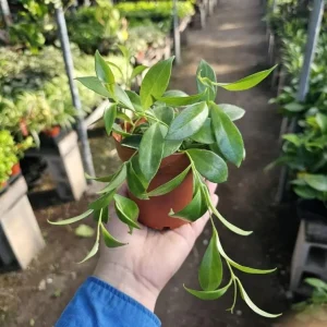 Purple Star Lipstick Live Plant - Aeschynanthus radicans - Trailing Houseplant, 4-6