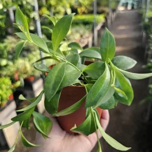 Purple Star Lipstick Live Plant - Aeschynanthus radicans - Trailing Houseplant, 4-6