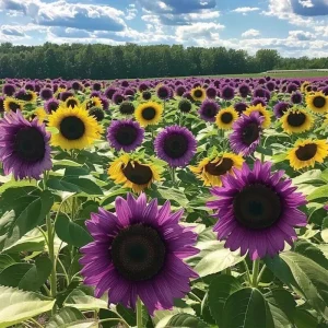 Purple Sunflower Seeds 'Violet Glow' - 50 Seeds, Annual, Outdoor - Image 2