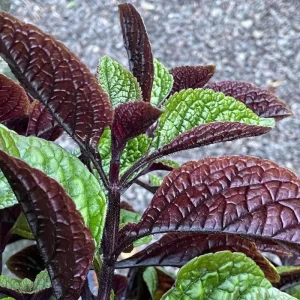 Purple Swedish Ivy Live Plant – 4