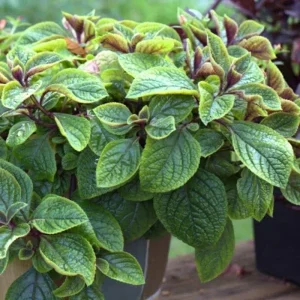 Purple Swedish Ivy Live Plant – 4