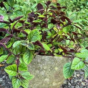 Purple Swedish Ivy Live Plant – 4