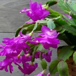 Purple Thanksgiving Cactus Live Plant - 2in Pot - Indoor - Image 3