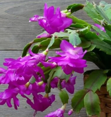 Purple Thanksgiving Cactus Live Plant - 2in Pot - Indoor - Image 3