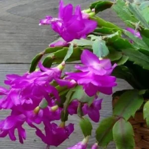 Purple Thanksgiving Cactus Live Plant – 4in Pot – Indoor Flowering Plant - Image 3