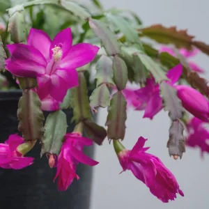 Purple Thanksgiving Cactus Live Plant - 6in Pot - Indoor Holiday Bloom - Image 2