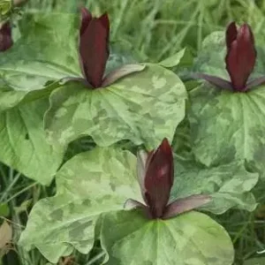 Purple Toad Trillium Bulbs - Sweet Betsy Trillium - Woodland Plant - Image 6