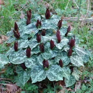 Purple Toad Trillium Bulbs - Sweet Betsy Trillium - Woodland Plant - Image 7