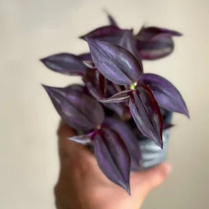 Purple Wandering Jew Live Plant - Easy Care Houseplant - Indoor/Outdoor - Image 5