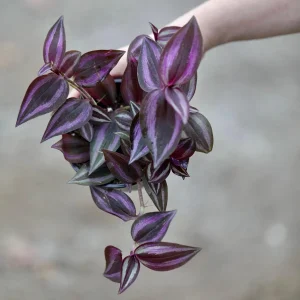 Purple Wandering Jew Live Plant - Tradescantia Zebrina - 4 inch Grow Pot - Indoor Houseplant - Image 1