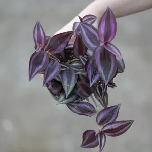 Purple Wandering Jew Live Plant - Tradescantia Zebrina - 4 inch Grow Pot - Indoor Houseplant - Image 2
