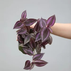 Purple Wandering Jew Live Plant - Tradescantia Zebrina - 4 inch Grow Pot - Indoor Houseplant - Image 3
