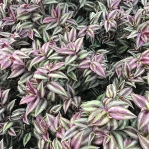 Purple Wandering Jew Live Plant, Tradescantia Zebrina, 4 Inch Pot, Indoor Trailing Houseplant - Image 3