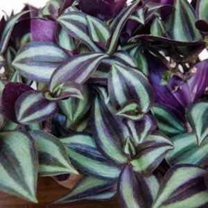 Purple Wandering Jew Live Plant, Tradescantia Zebrina, 4 Inch Pot, Indoor Trailing Houseplant - Image 1