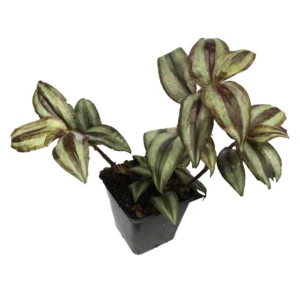 Purple Wandering Jew Live Plant, Tradescantia Zebrina, 4 Inch Pot, Indoor Trailing Houseplant - Image 5