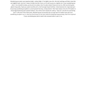 Purple Wandering Jew Live Plant, Tradescantia Zebrina, 4 Inch Pot, Indoor Trailing Houseplant - Image 6