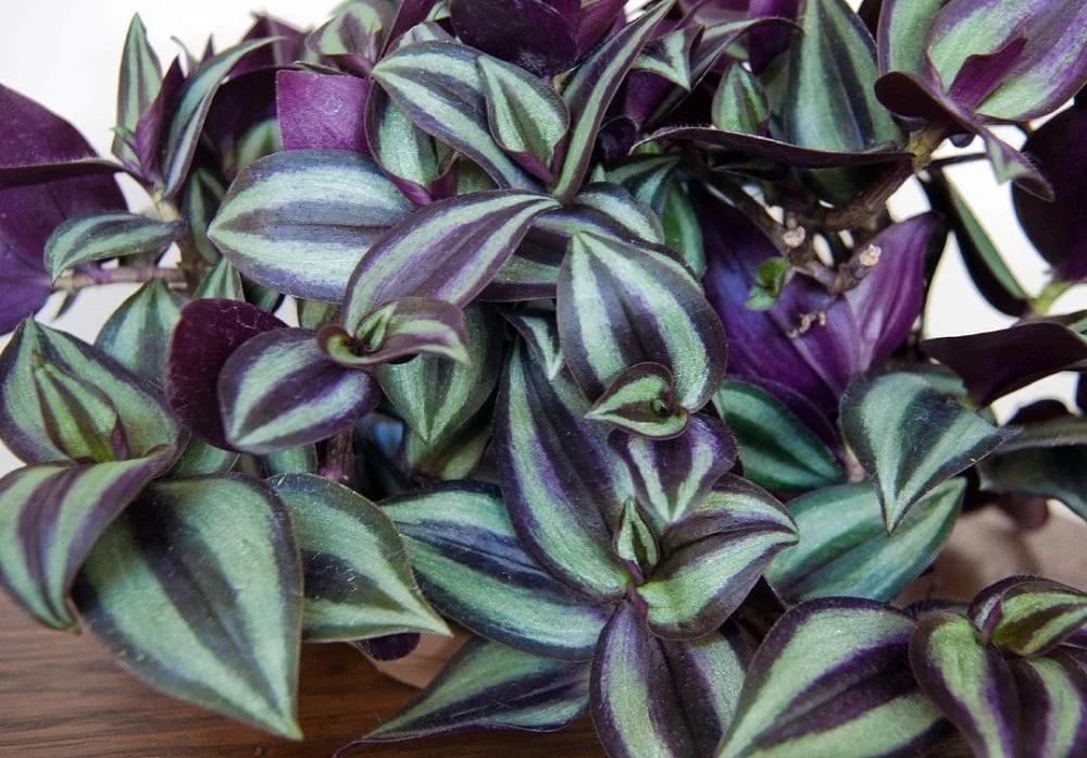 Purple Wandering Jew Live Plant, Tradescantia Zebrina, 4 Inch Pot, Indoor Trailing Houseplant - Image 1