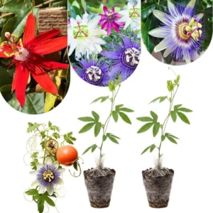 Purple White Passion Flower Vine Live Plant, Passiflora, 4-8
