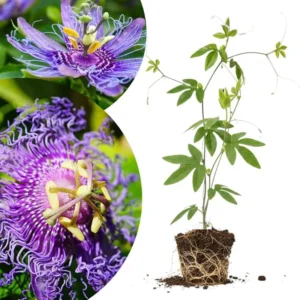 Purple White Passion Flower Vine Live Plant, Passiflora, 4-8
