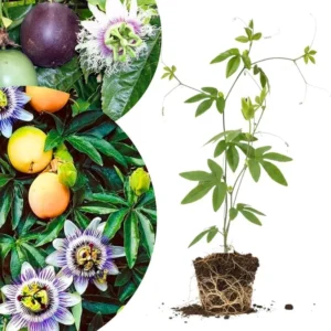 Purple White Passion Flower Vine Live Plant, Passiflora, 4-8