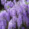 Purple Wisteria Live Plant - 6-12" Tall - 3" Pot - Wisteria Sinensis Vine - Image 1