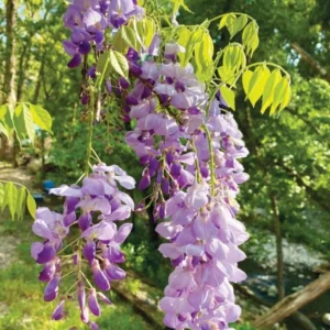 Purple Wisteria Live Plant - 6-12
