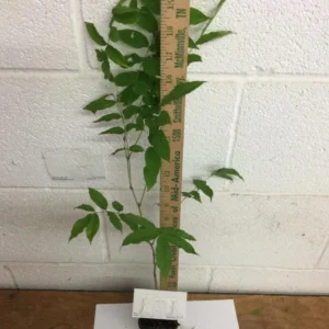 Purple Wisteria Live Plant - 6-12