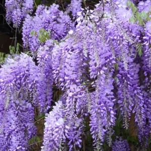 Purple Wisteria Live Plant Set - 2 Vines, 6-12" Tall, 3" Pot, Fragrant Blooms - Image 2