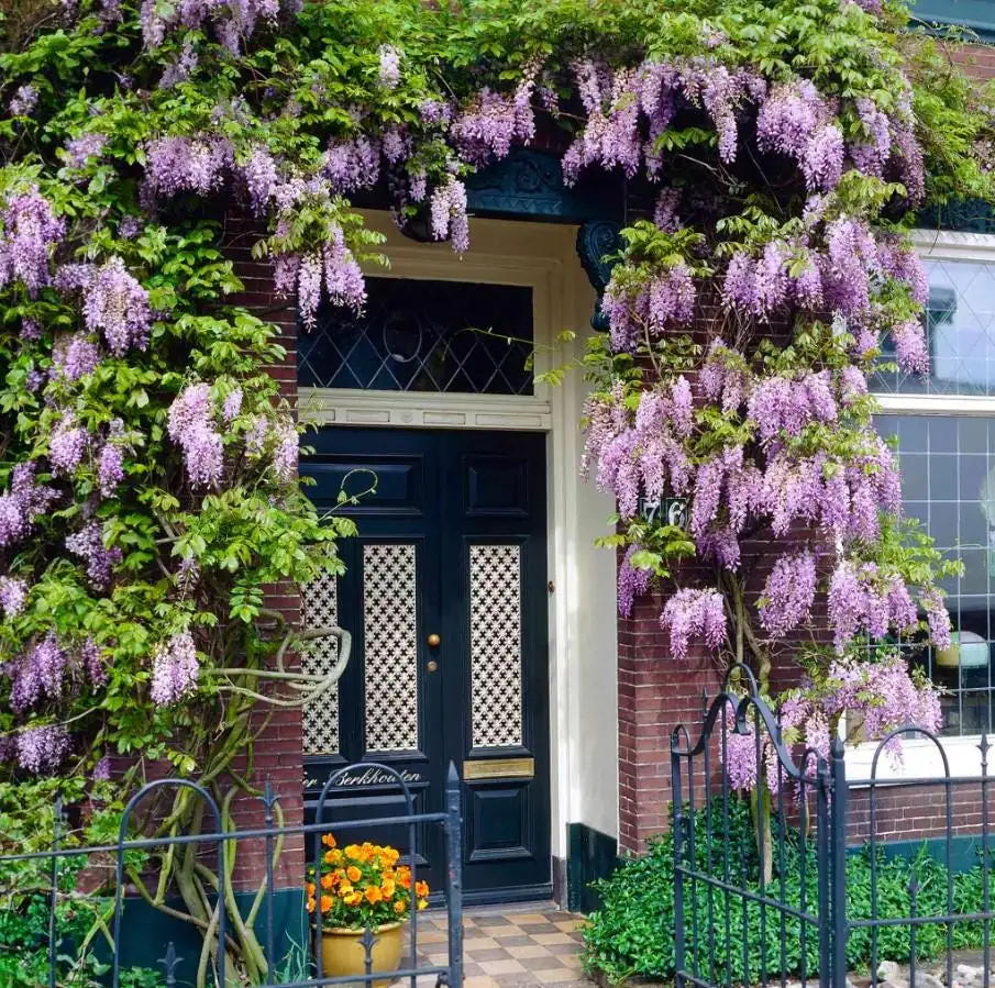 Purple Wisteria Live Plant Set - 2 Vines, 6-12" Tall, 3" Pot, Fragrant Blooms - Image 3